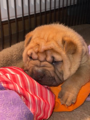 Les chiots de Shar Pei