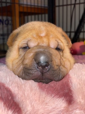 Les chiots de Shar Pei