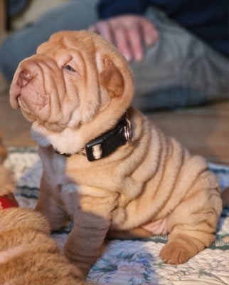 Les chiots de Shar Pei