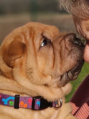 Les chiots de Shar Pei