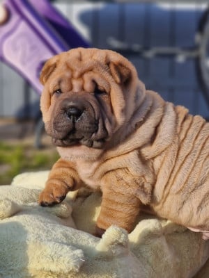 Les chiots de Shar Pei