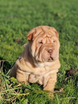Les chiots de Shar Pei
