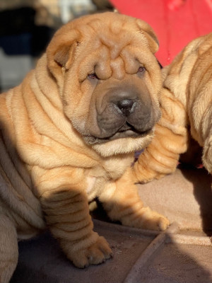 Les chiots de Shar Pei