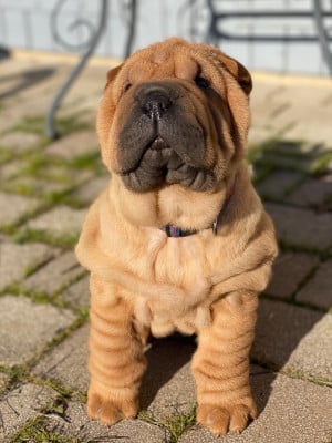 Les chiots de Shar Pei