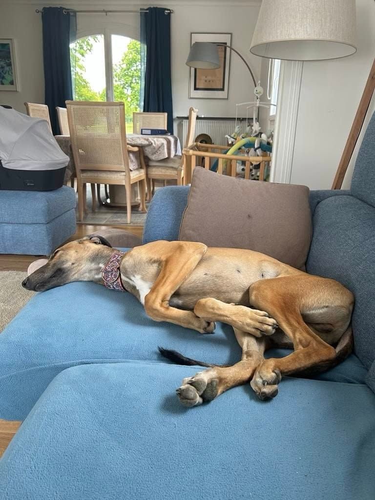 Ahpollon Du domaine de pharamond