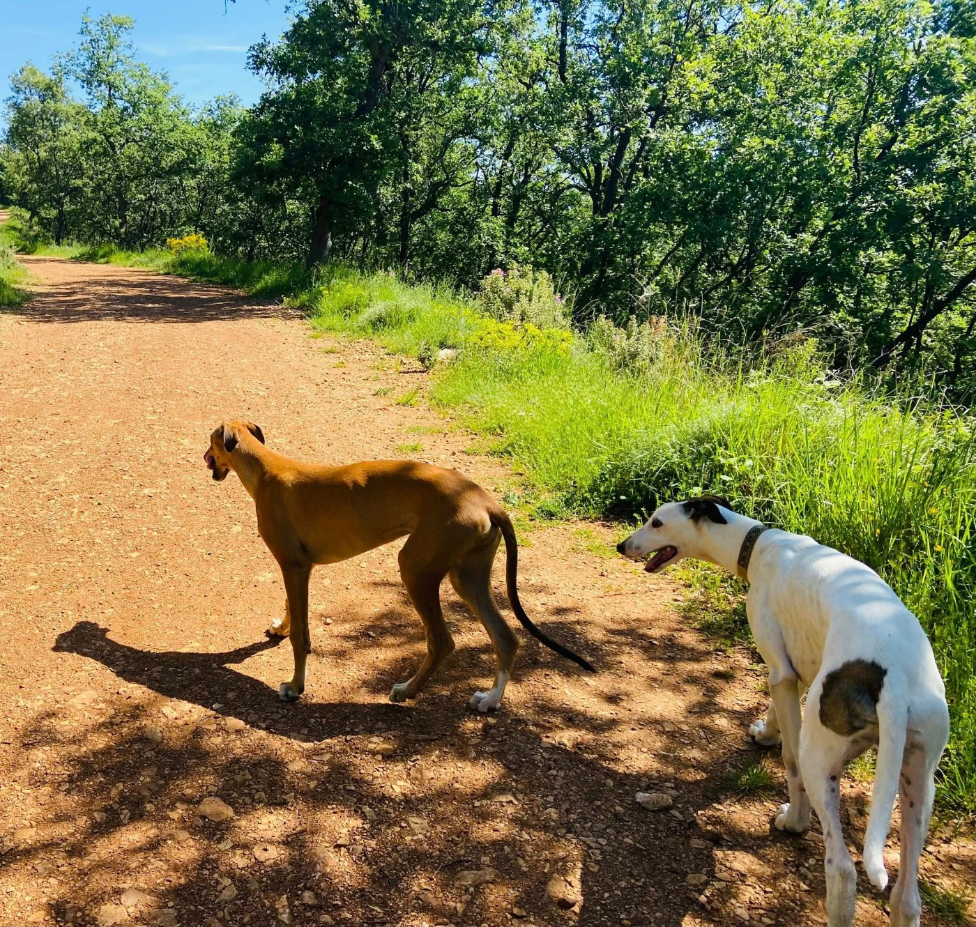 Ahzur aka avery Du domaine de pharamond