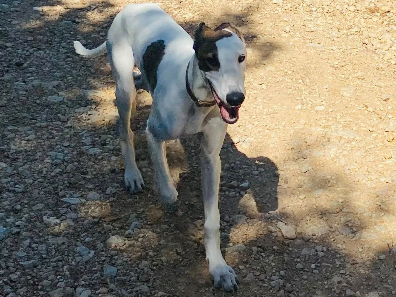 Ahzur aka avery Du domaine de pharamond