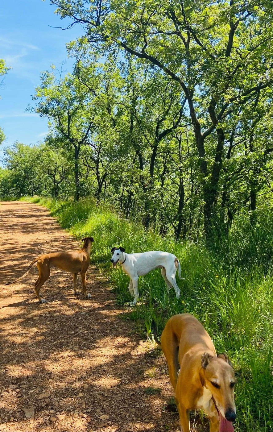 Ahzur aka avery Du domaine de pharamond