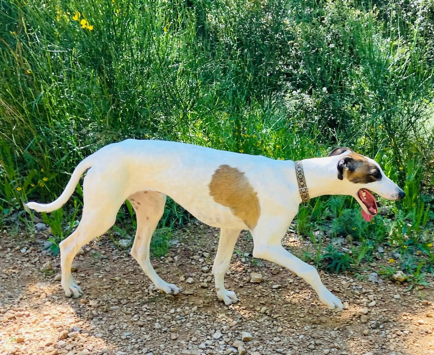 Ahzur aka avery Du domaine de pharamond