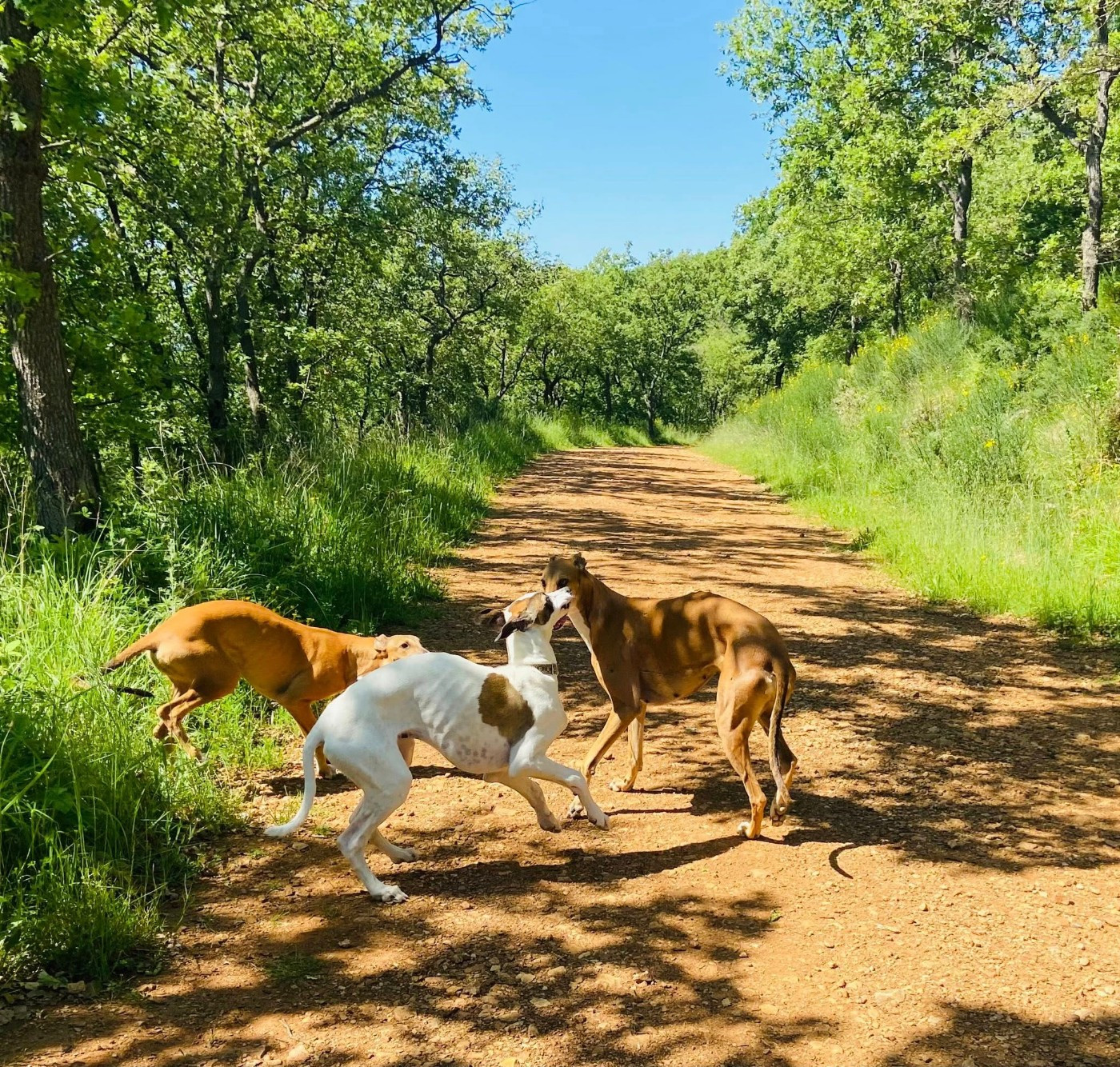 Ahzur aka avery Du domaine de pharamond