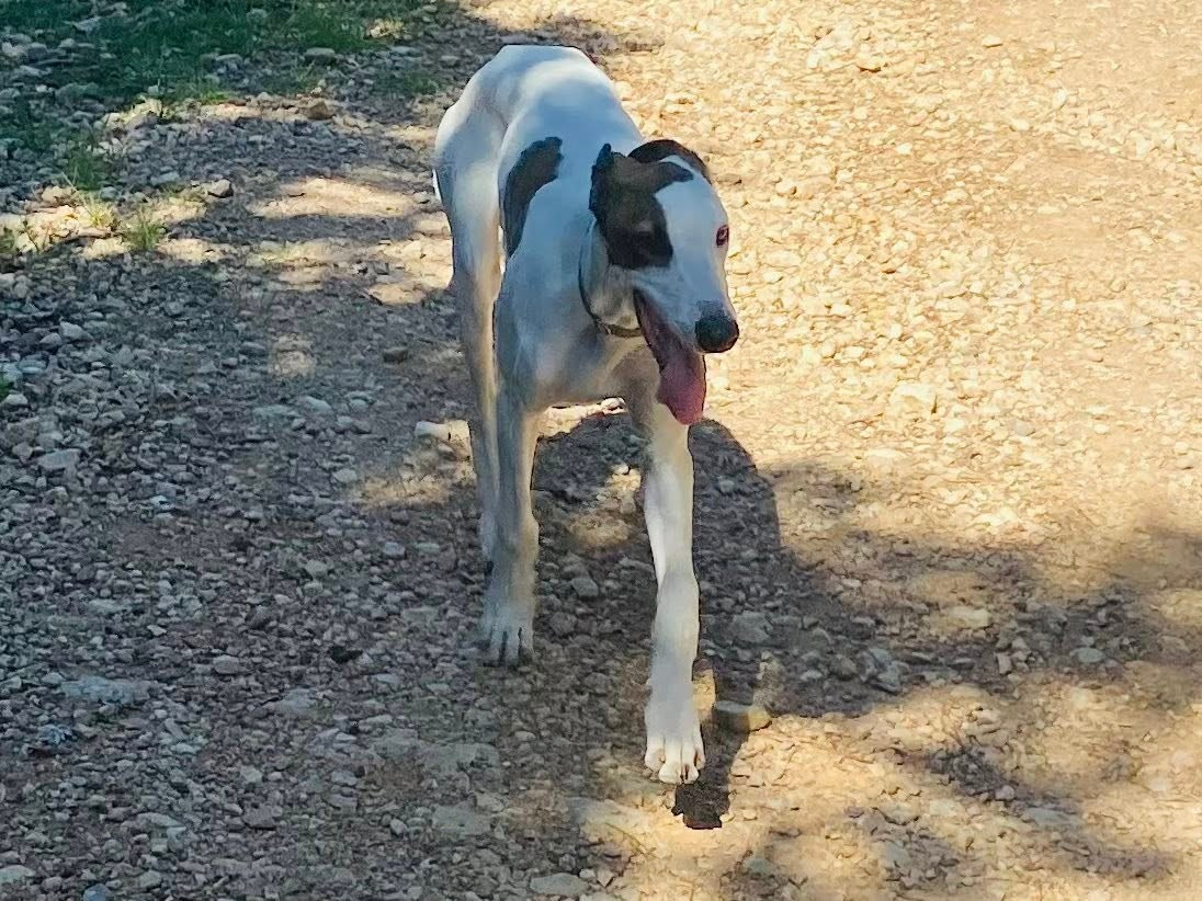 Ahzur aka avery Du domaine de pharamond