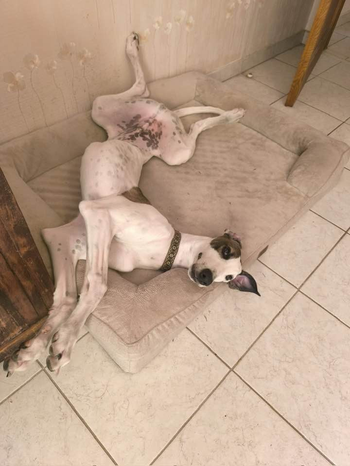 Ahzur aka avery Du domaine de pharamond