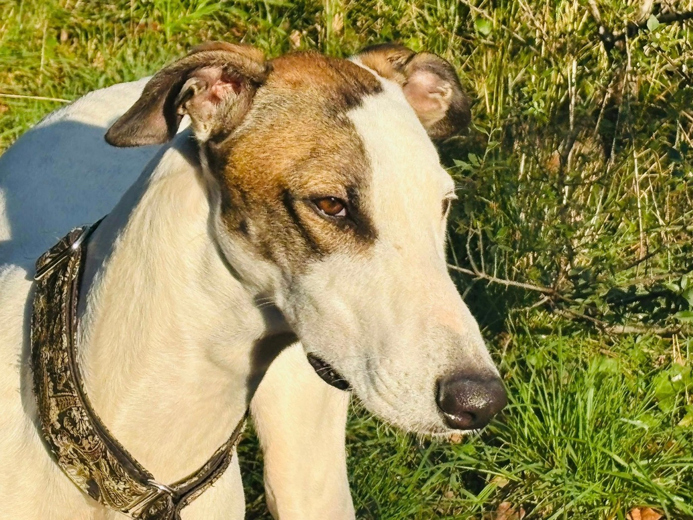 Ahzur aka avery Du domaine de pharamond