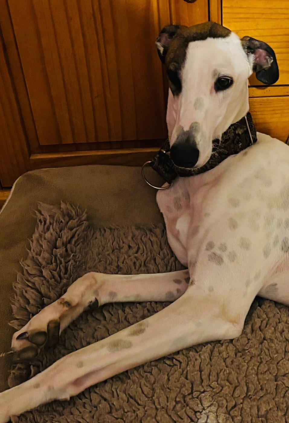 Ahzur aka avery Du domaine de pharamond