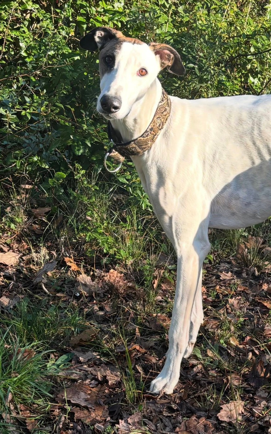 Ahzur aka avery Du domaine de pharamond