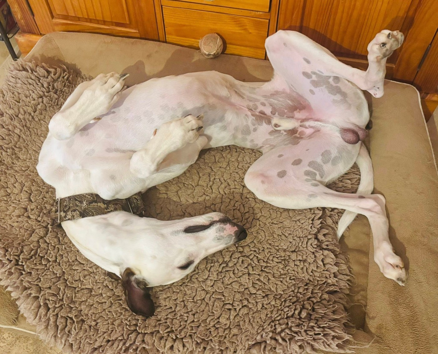 Ahzur aka avery Du domaine de pharamond