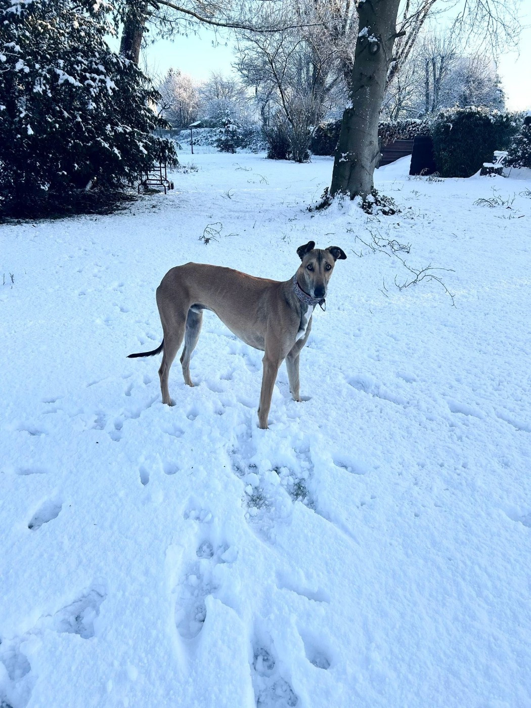 Ahpollon Du domaine de pharamond