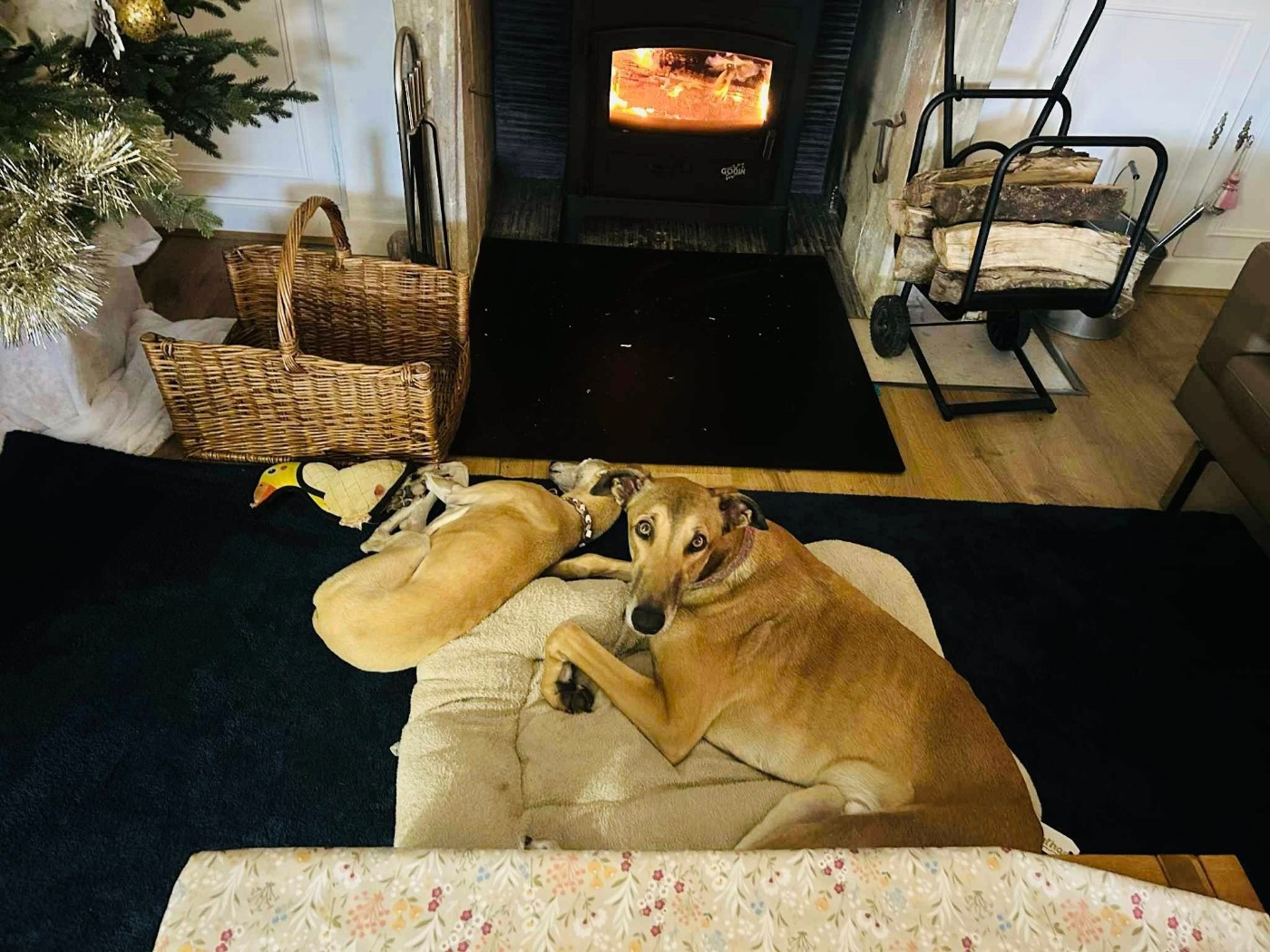 Ahpollon Du domaine de pharamond