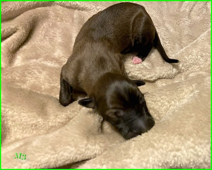 Andahlou Du domaine de pharamond