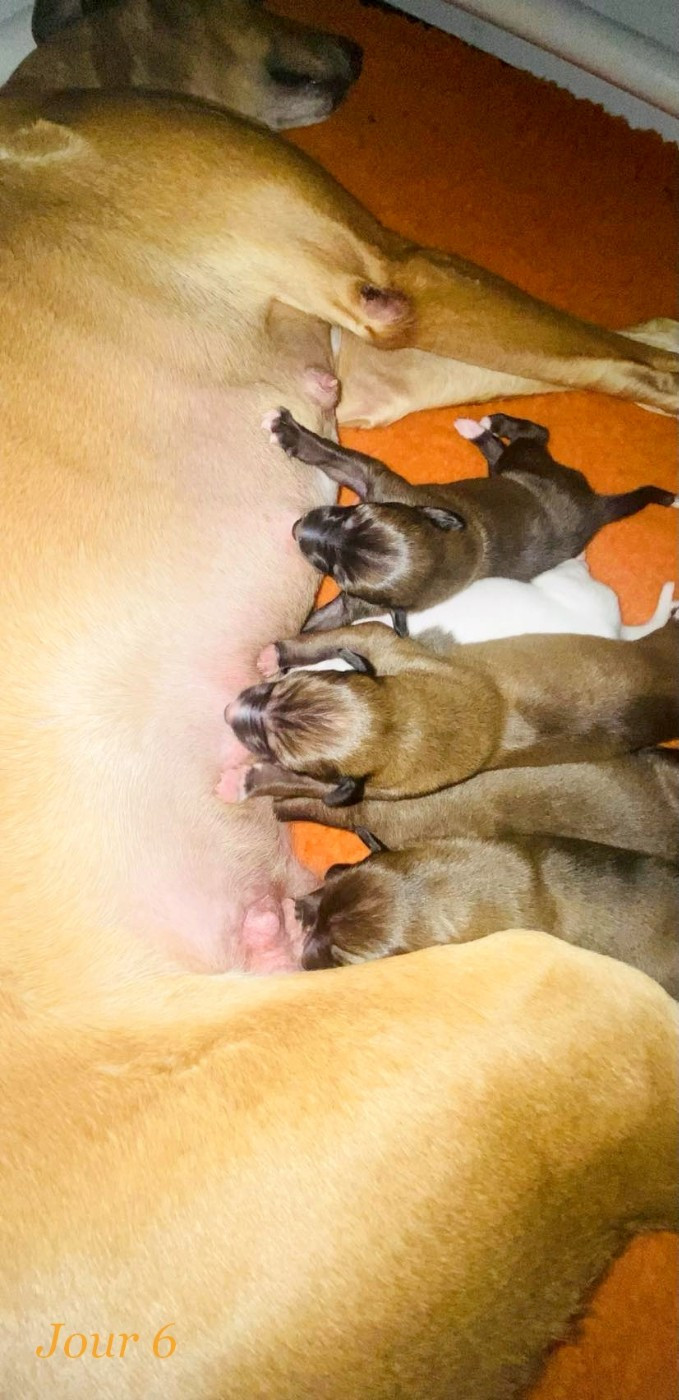 Andahlou Du domaine de pharamond