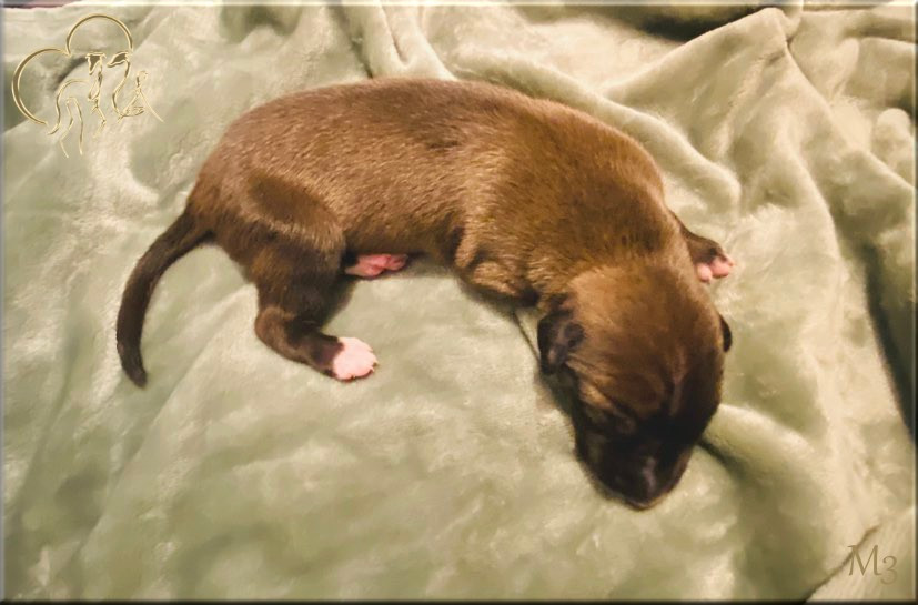 Andahlou Du domaine de pharamond