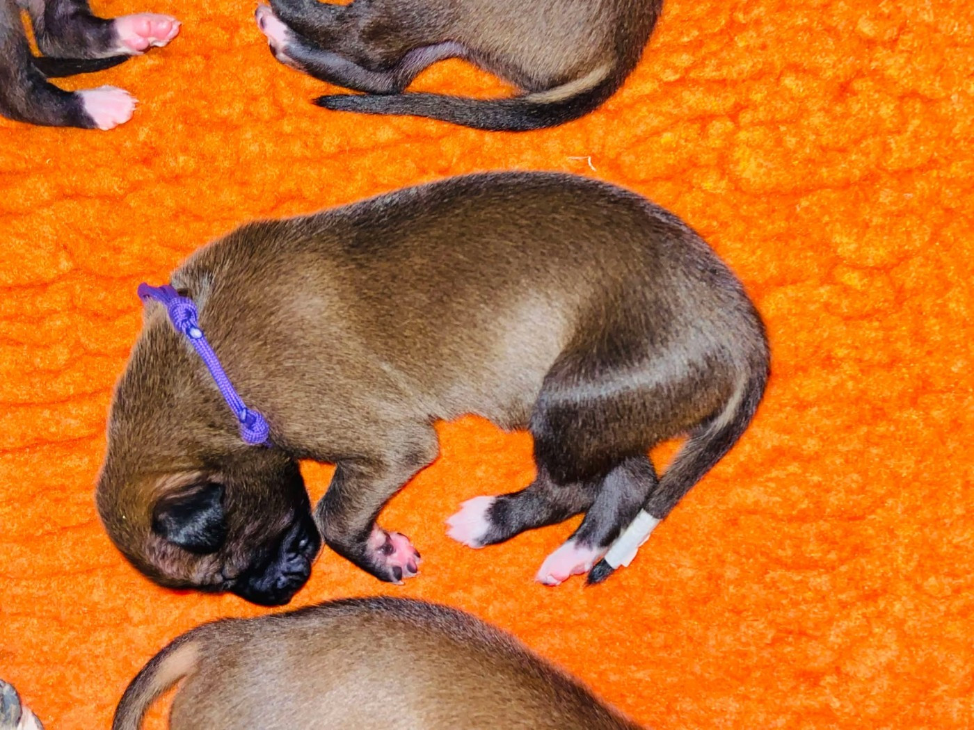 Andahlou Du domaine de pharamond