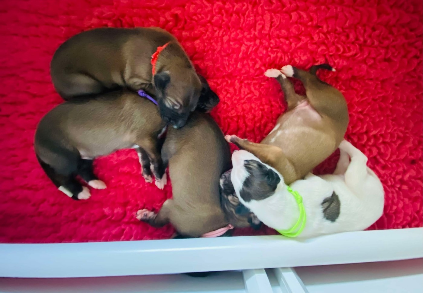 Andahlou Du domaine de pharamond