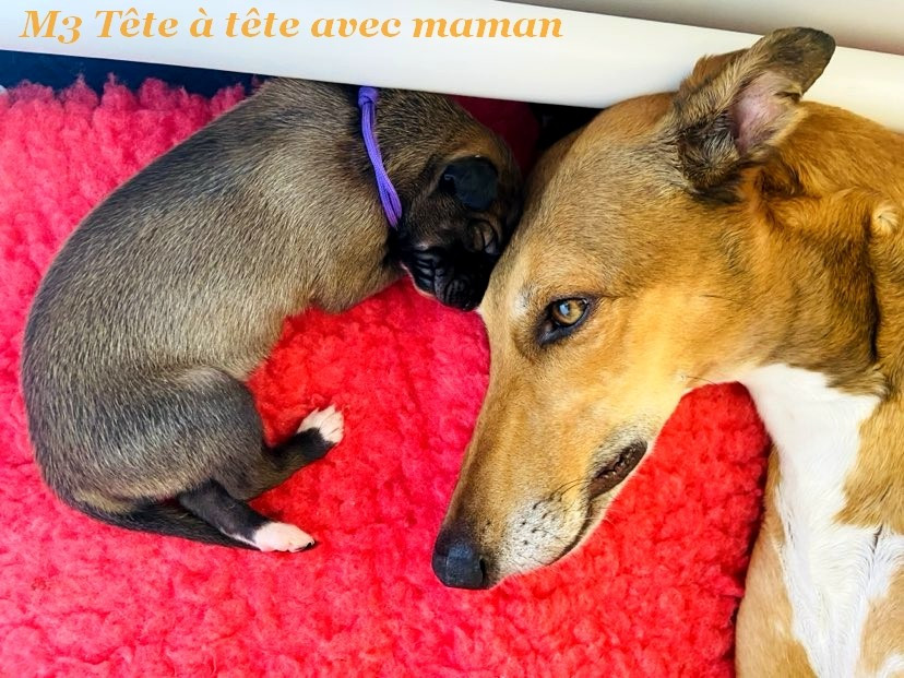 Andahlou Du domaine de pharamond