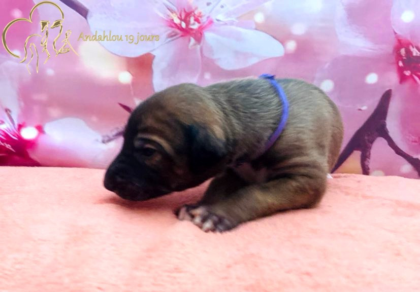 Andahlou Du domaine de pharamond