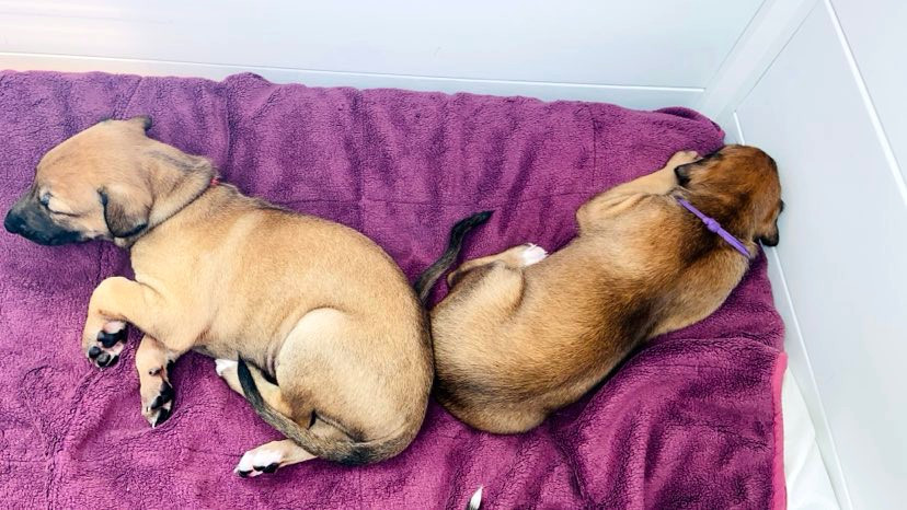 Andahlou Du domaine de pharamond