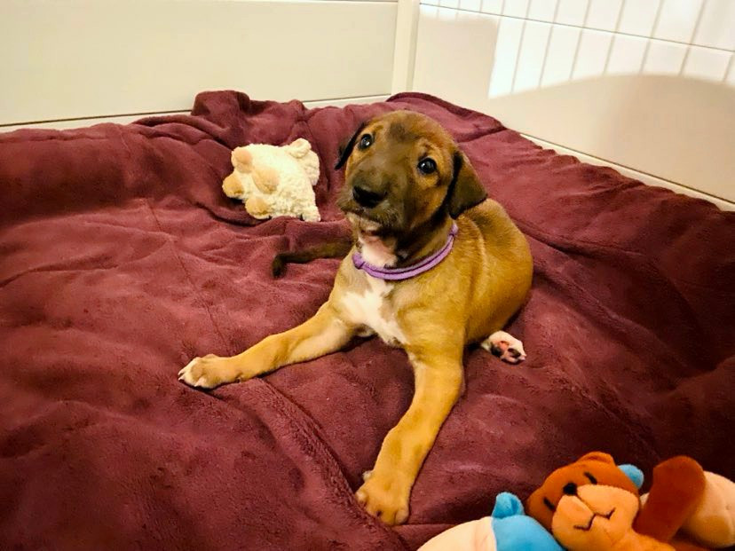 Andahlou Du domaine de pharamond