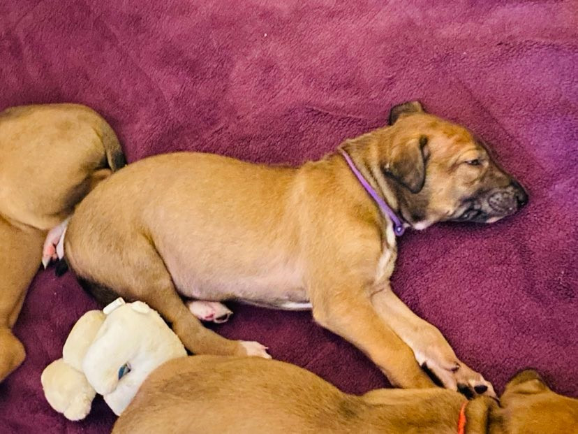 Andahlou Du domaine de pharamond