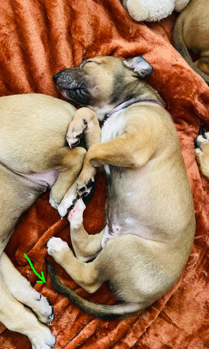 Andahlou Du domaine de pharamond