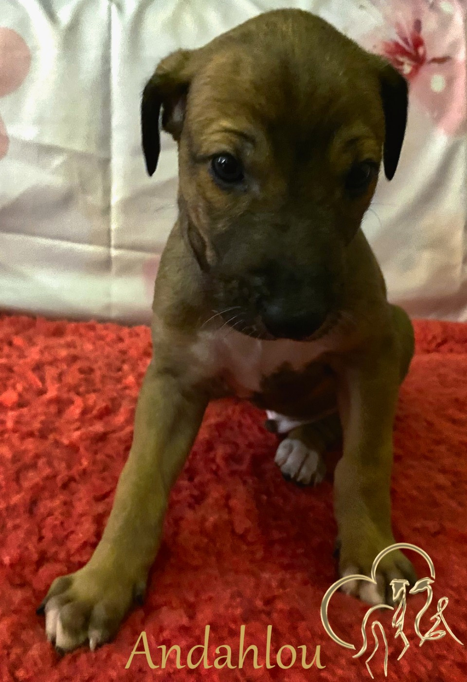 Andahlou Du domaine de pharamond