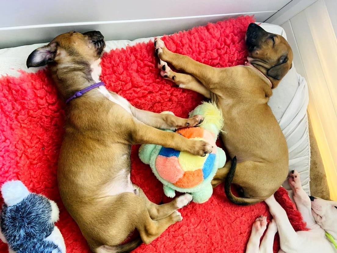 Andahlou Du domaine de pharamond