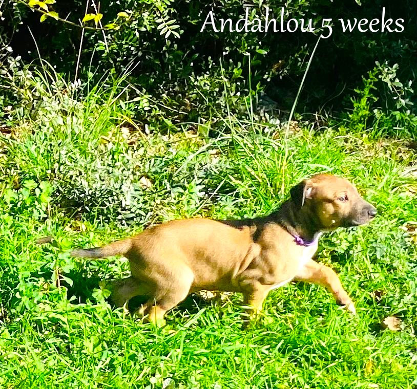 Andahlou Du domaine de pharamond