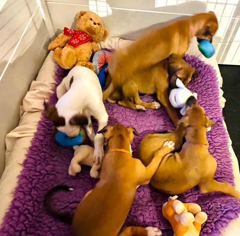 Andahlou Du domaine de pharamond