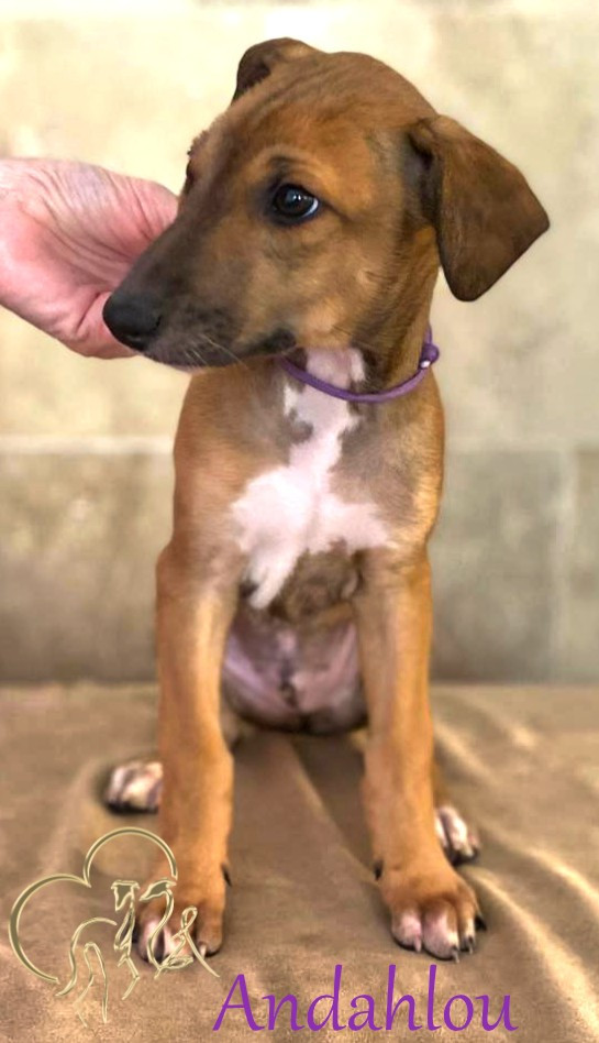 Andahlou Du domaine de pharamond