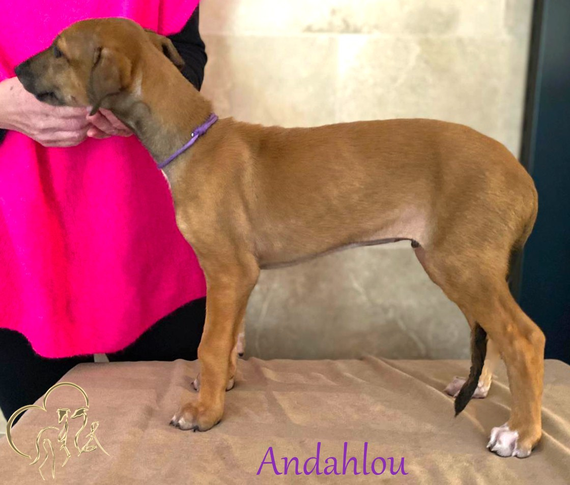 Andahlou Du domaine de pharamond