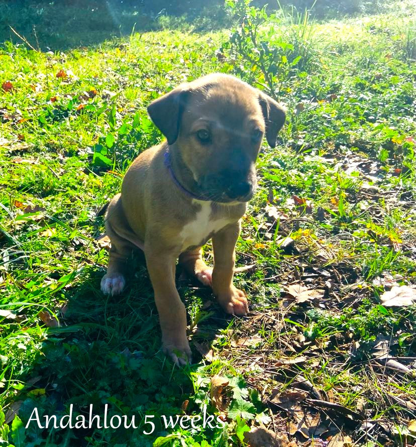 Andahlou Du domaine de pharamond