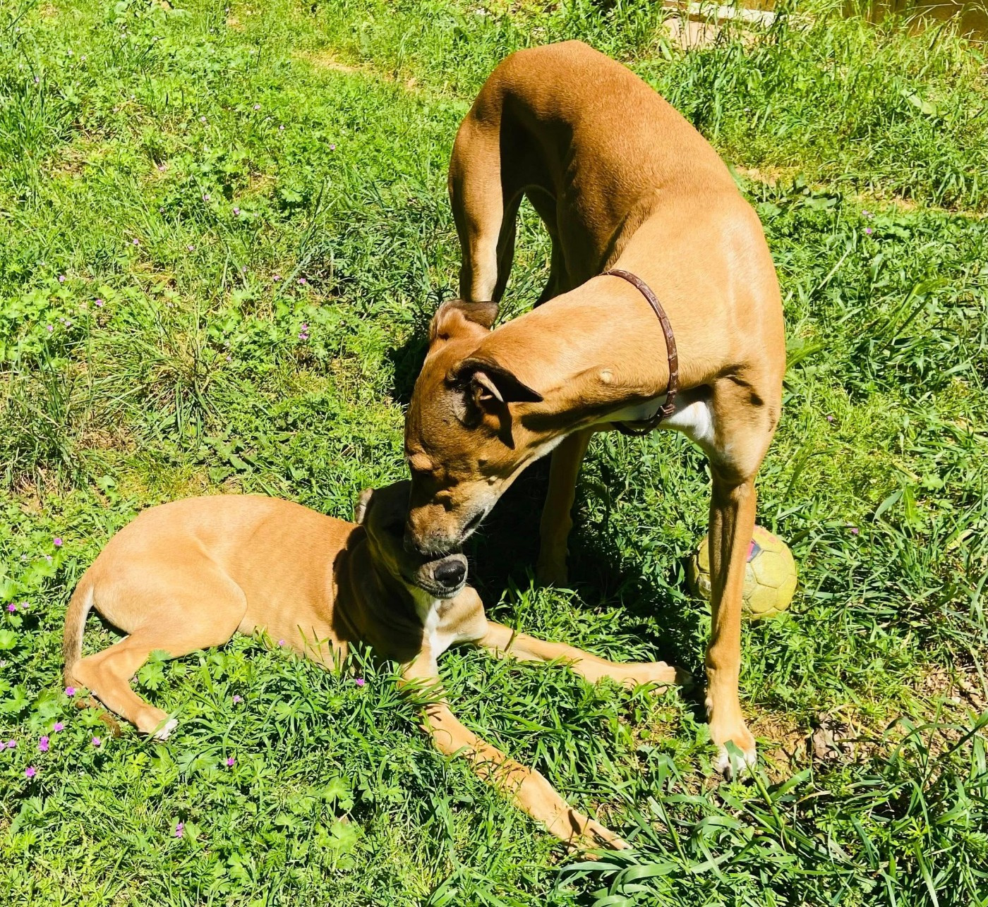 Andahlou Du domaine de pharamond