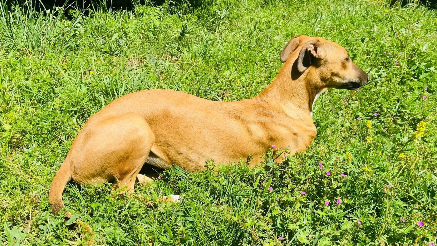 Andahlou Du domaine de pharamond