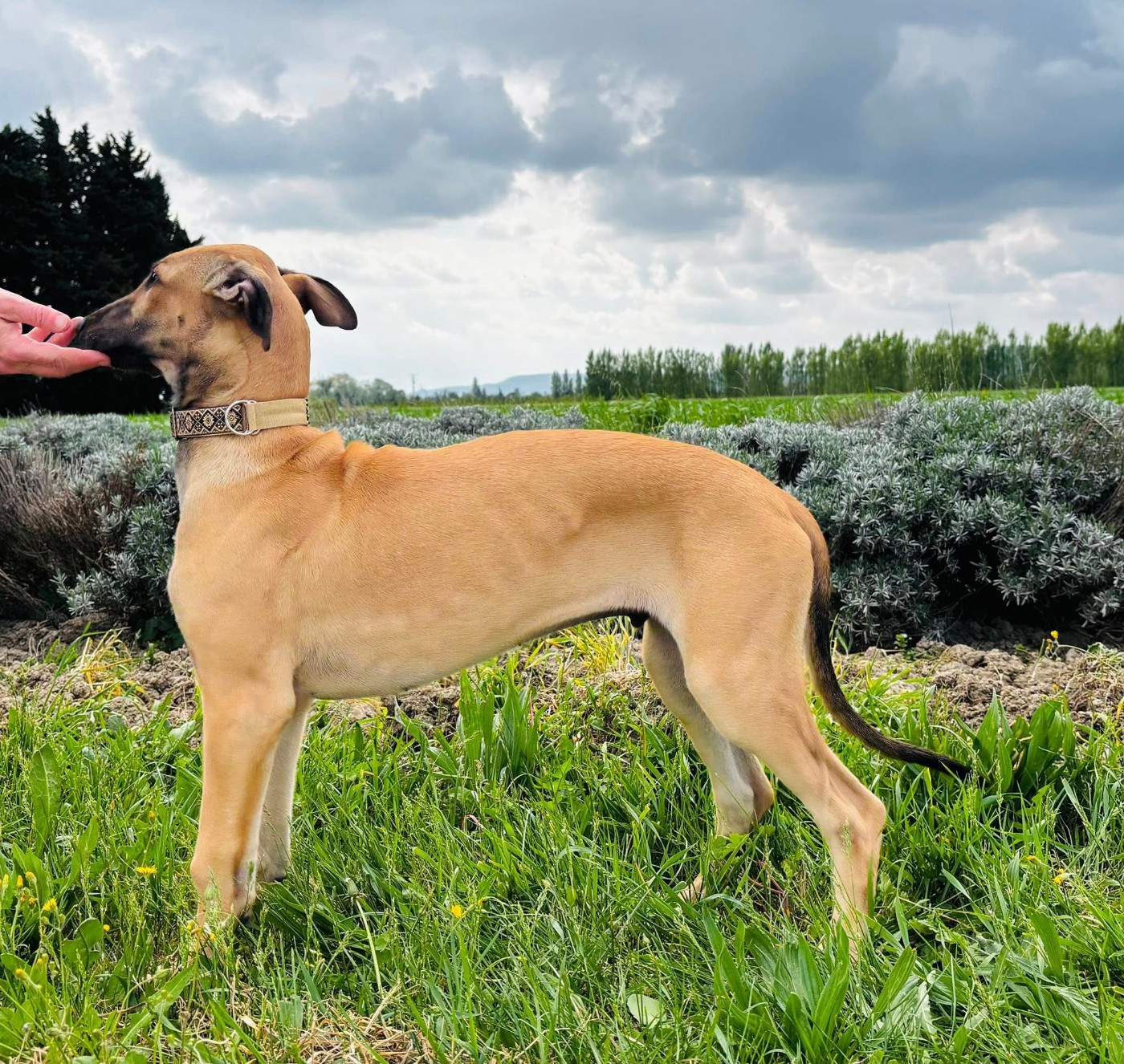 Andahlou Du domaine de pharamond