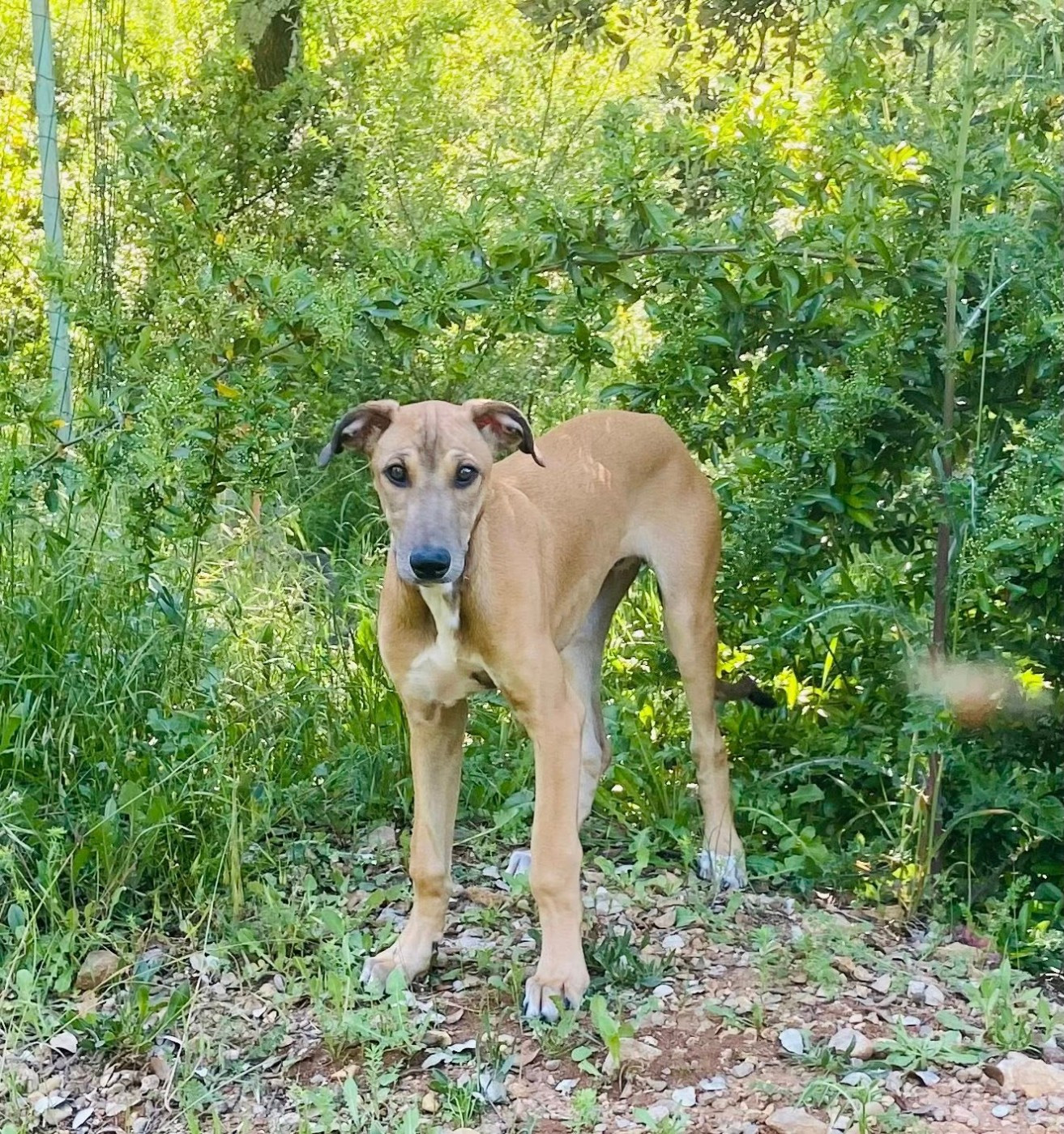 Andahlou Du domaine de pharamond