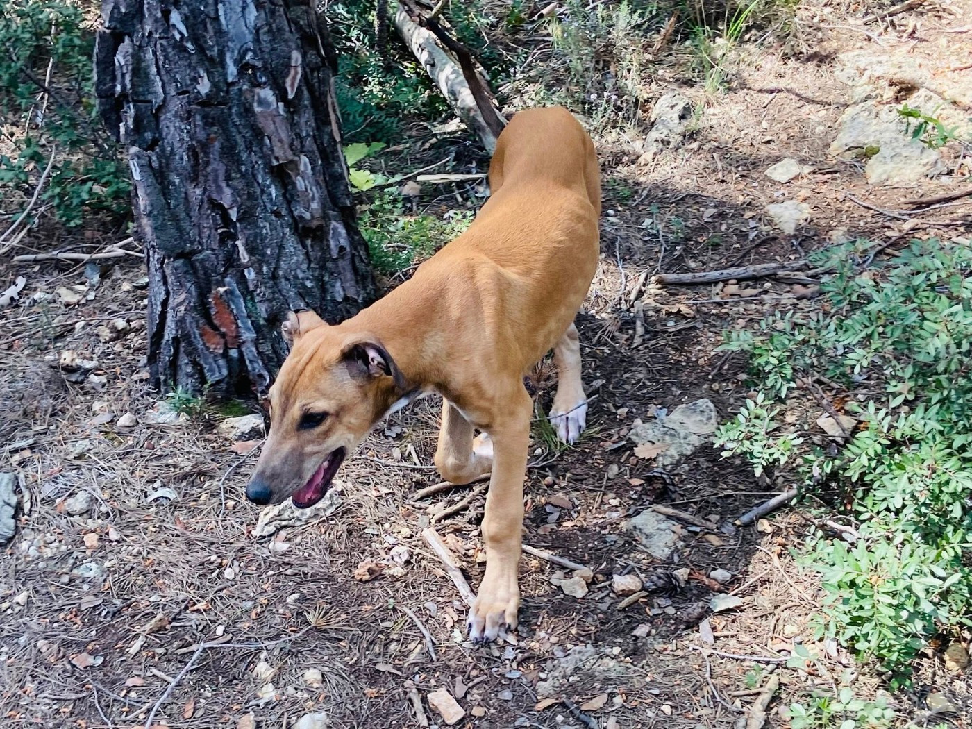 Andahlou Du domaine de pharamond