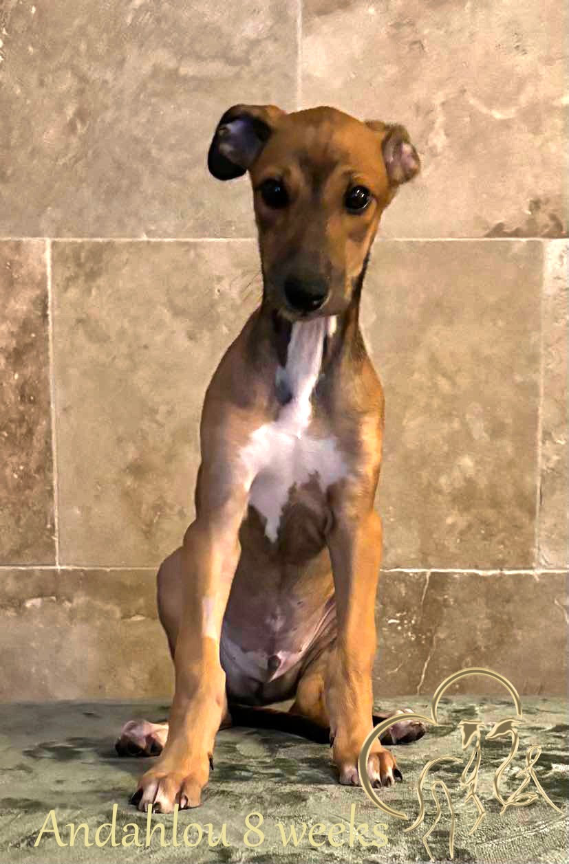 Andahlou Du domaine de pharamond