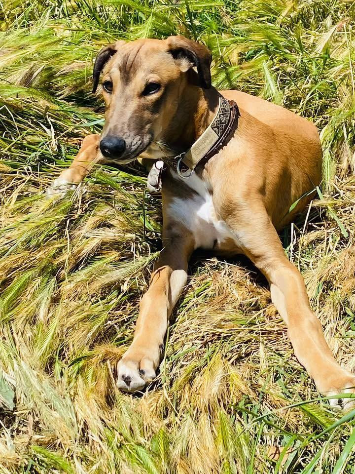 Andahlou Du domaine de pharamond