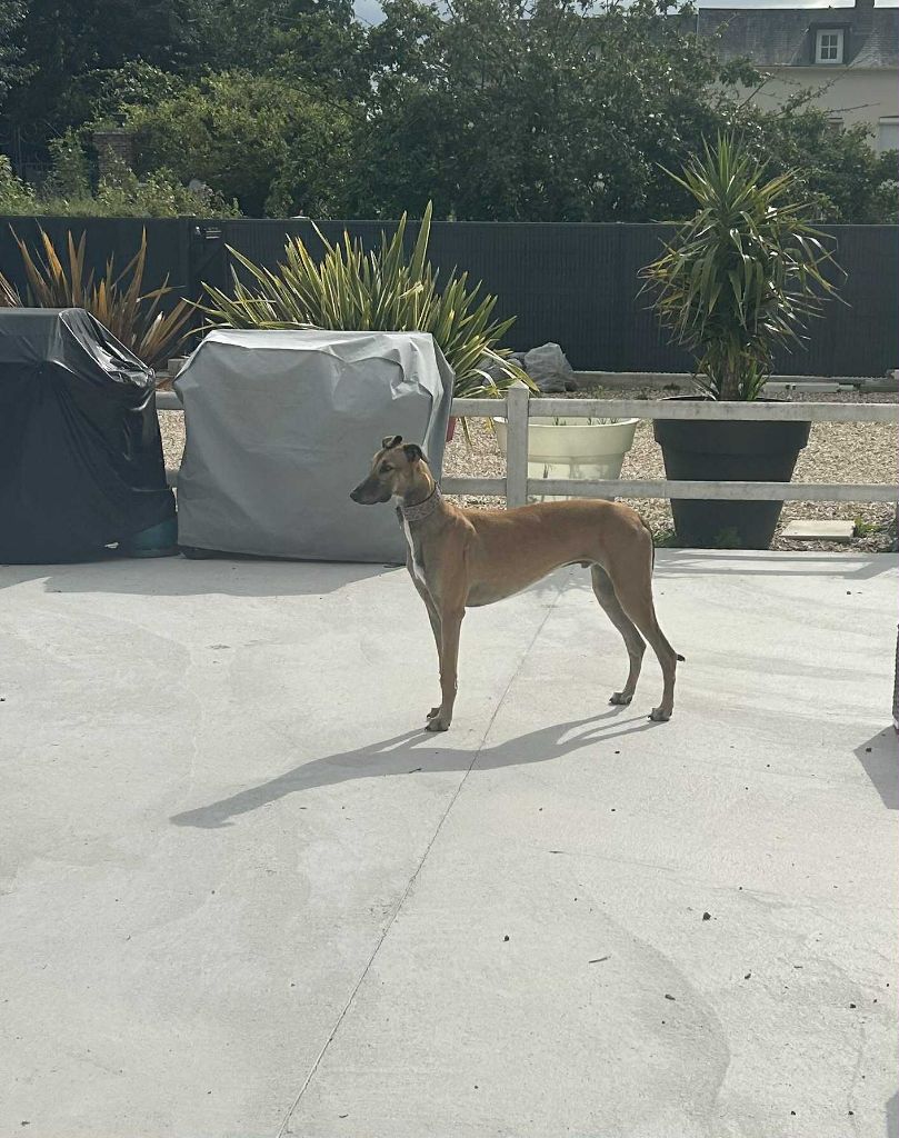 Ahpollon Du domaine de pharamond