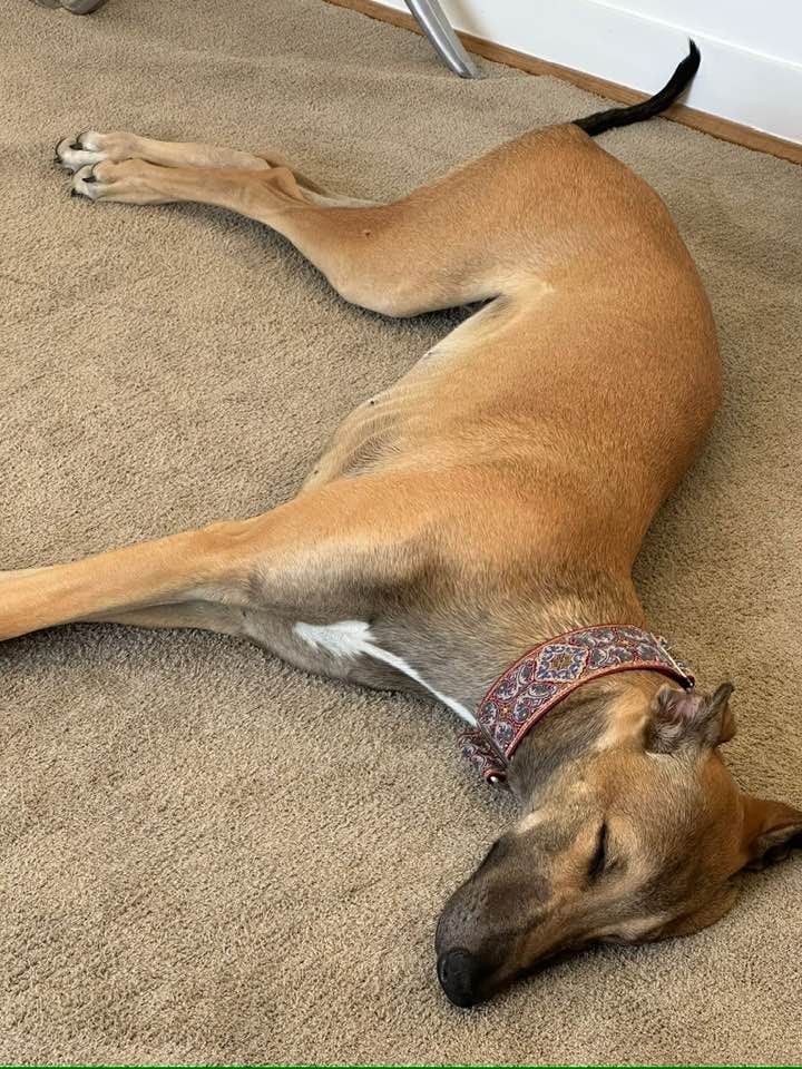 Ahpollon Du domaine de pharamond