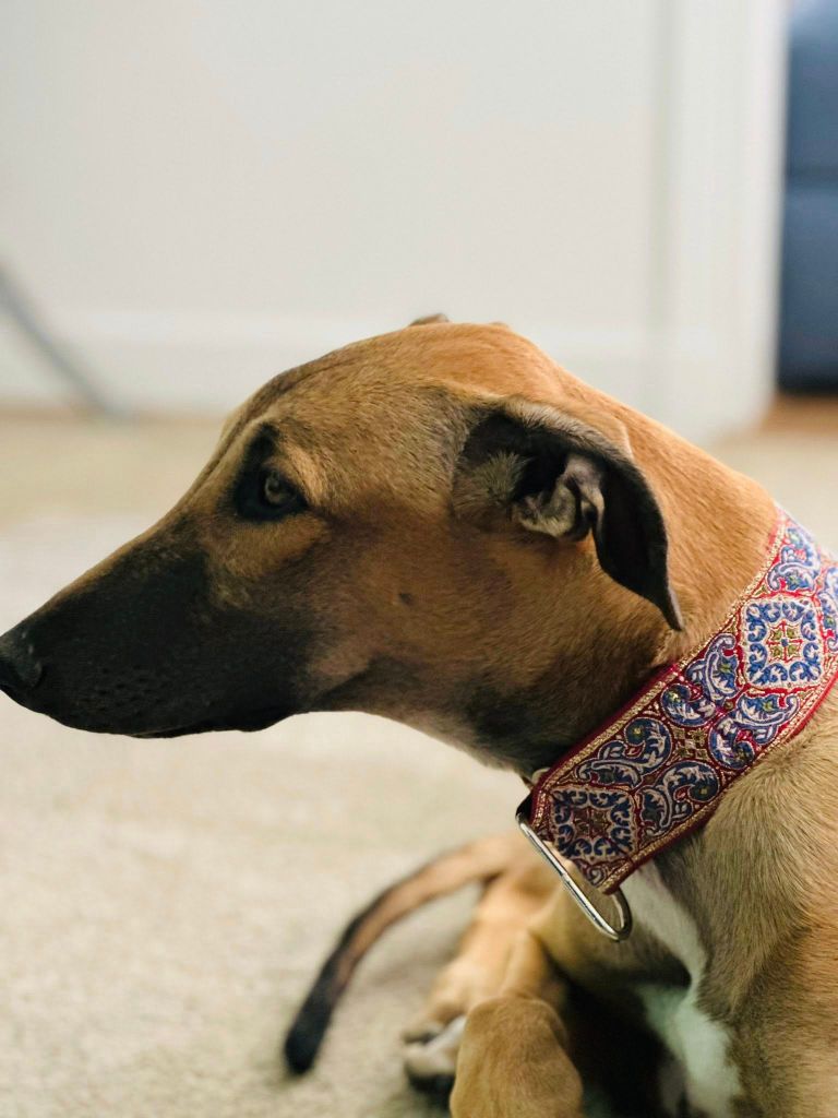 Ahpollon Du domaine de pharamond